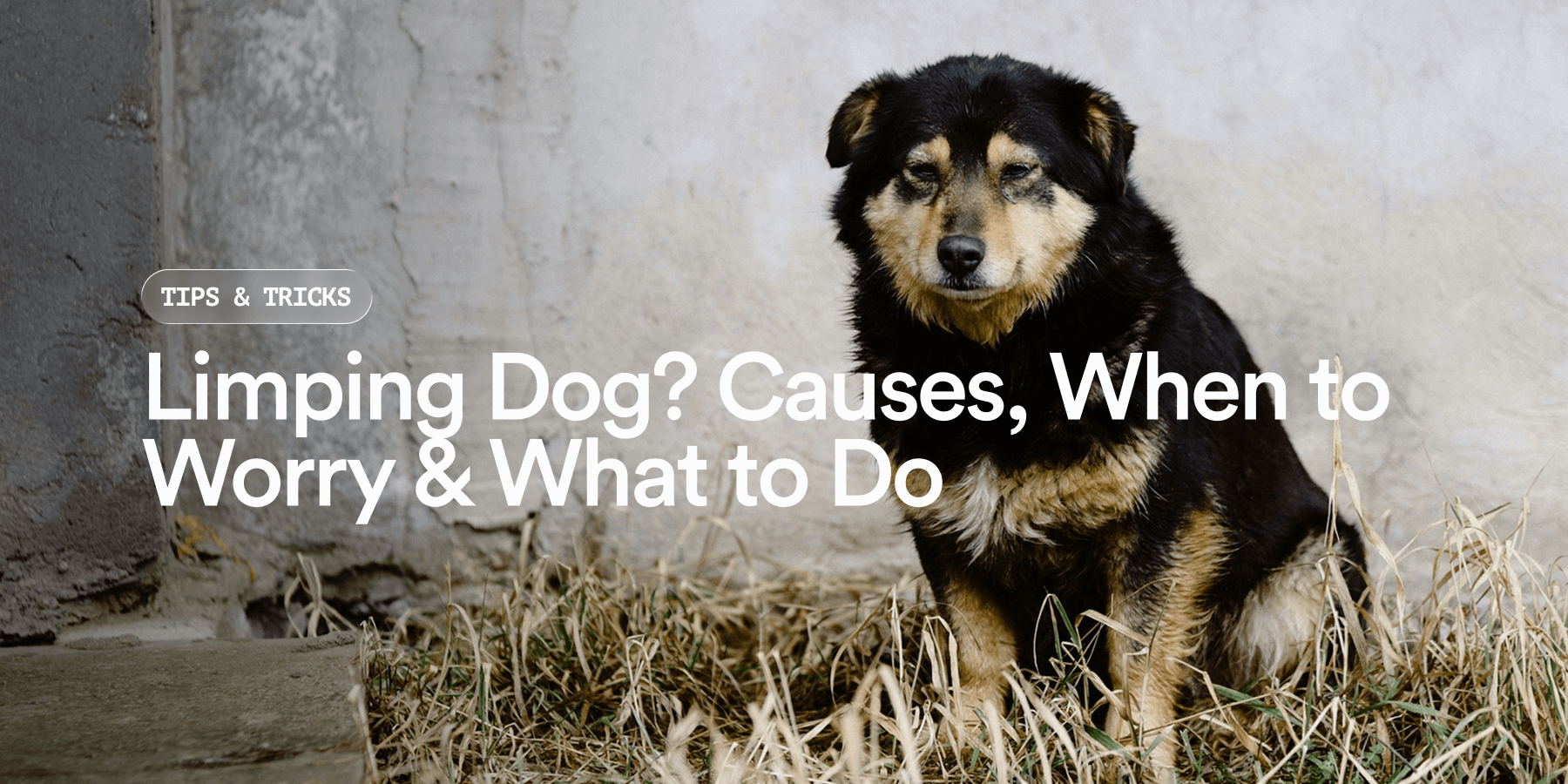 Dog Lining Limping Dog? Causes, When to Worry & What to Do | UK Guide | Pat's Pet ...