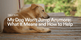 My Dog Won't Jump Anymore: What It Means and How to Help