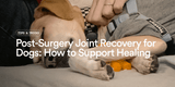 Post-Surgery Joint Recovery for Dogs: How to Support Healing
