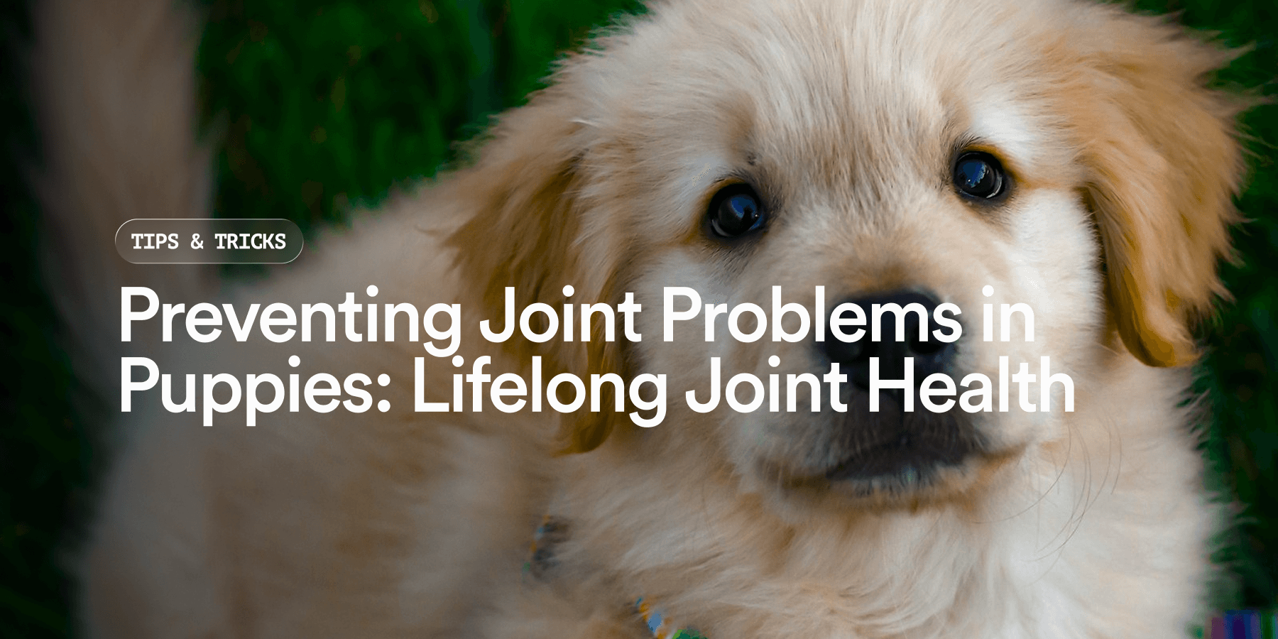 Preventing Joint Problems in Puppies: Complete UK Guide | Pat's Pet Kitchen