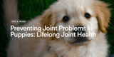 Preventing Joint Problems in Puppies: Setting Up Lifelong Joint Health