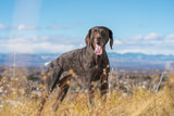 Keep Your Dog Active: 5 Simple Ways to Support Joint Health - Pat's Pet Kitchen
