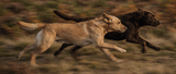 Two dogs running side by side on a blurred natural background. Pat's Pet Kitchen Collagen for dogs