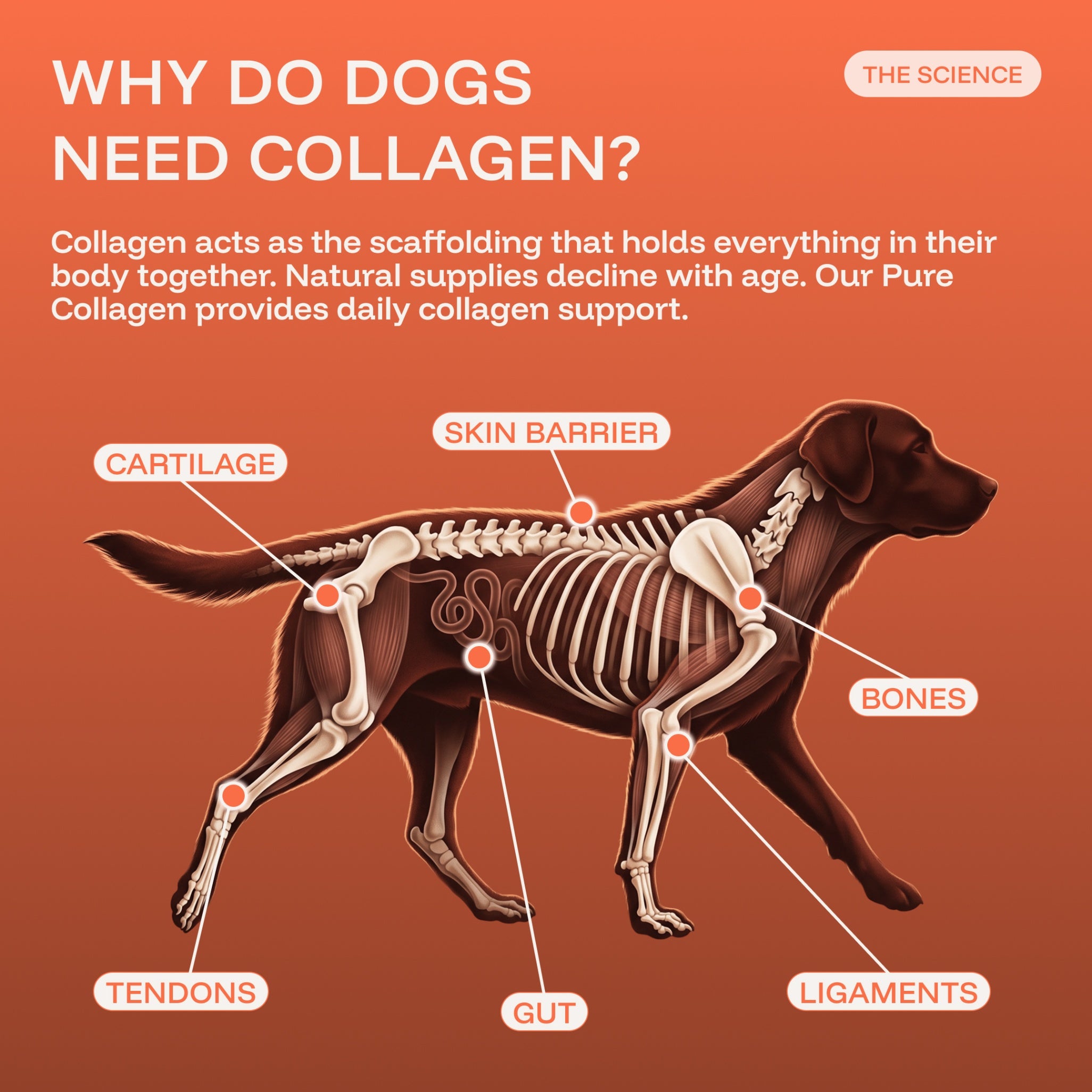 Pure Collagen: 100% Collagen Peptides