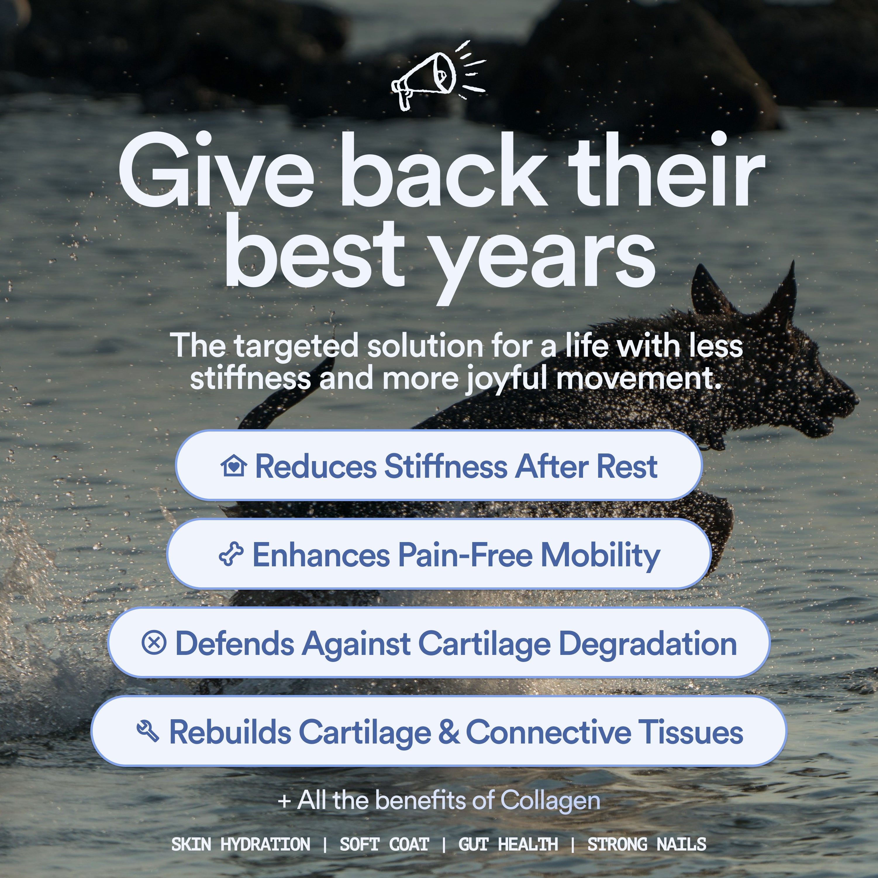 Mobility & Joints