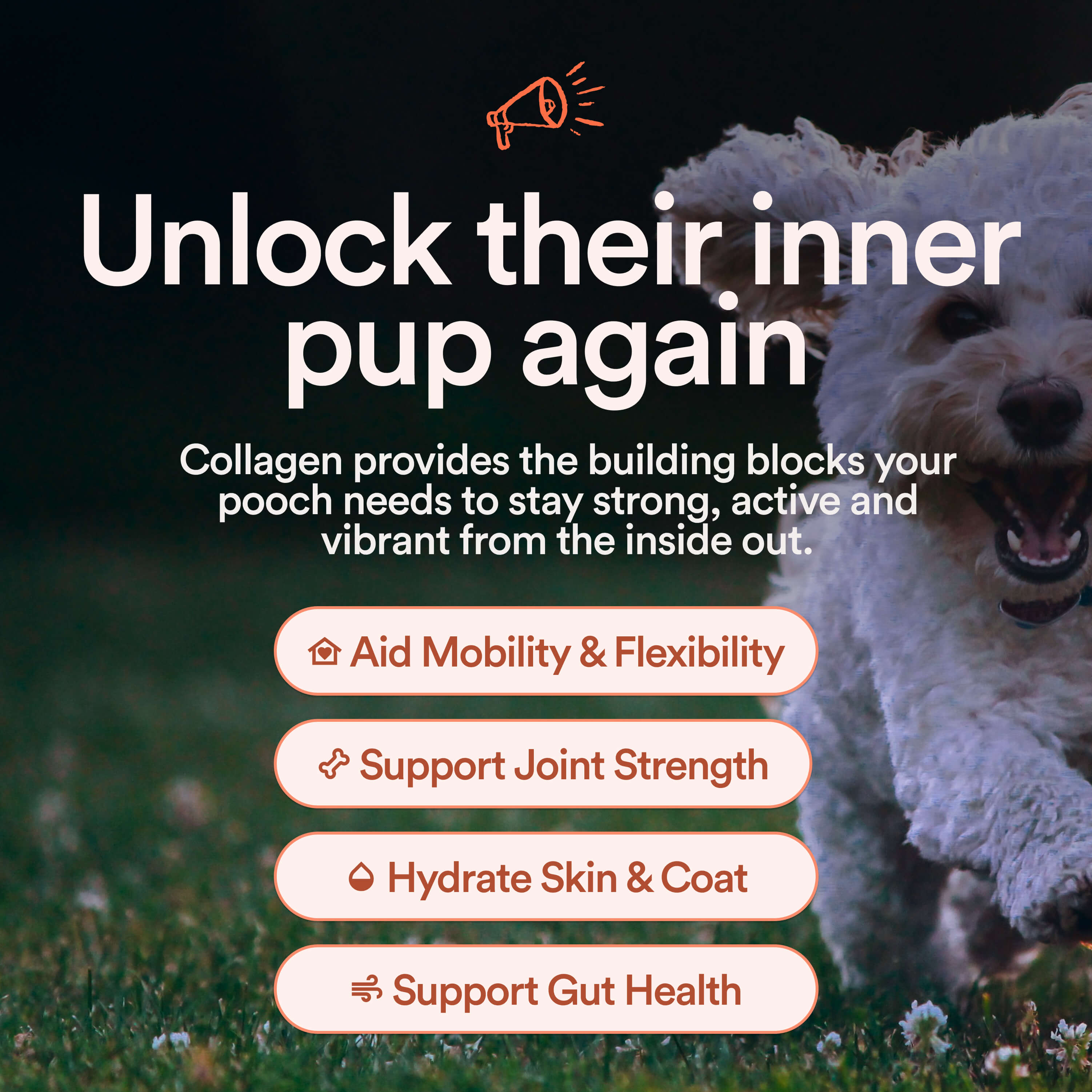 Pure Collagen: 100% Collagen Peptides