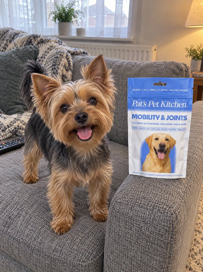 TEDDY THE YORKIE