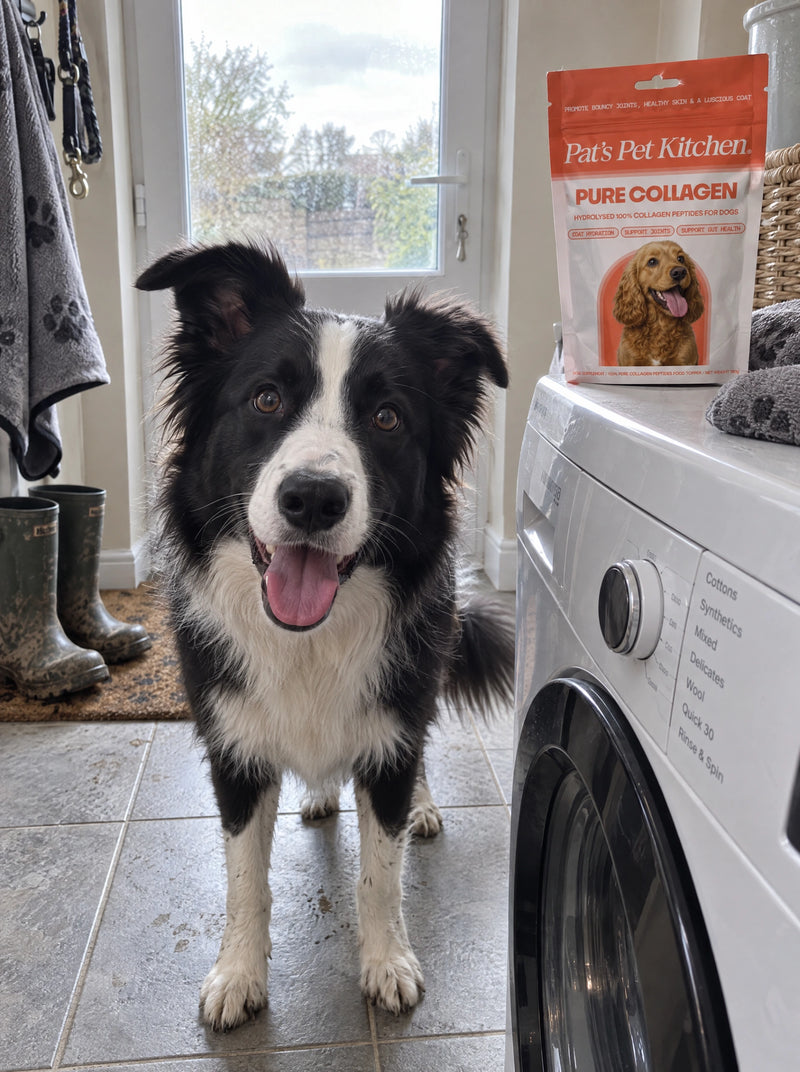 happy COLLIE